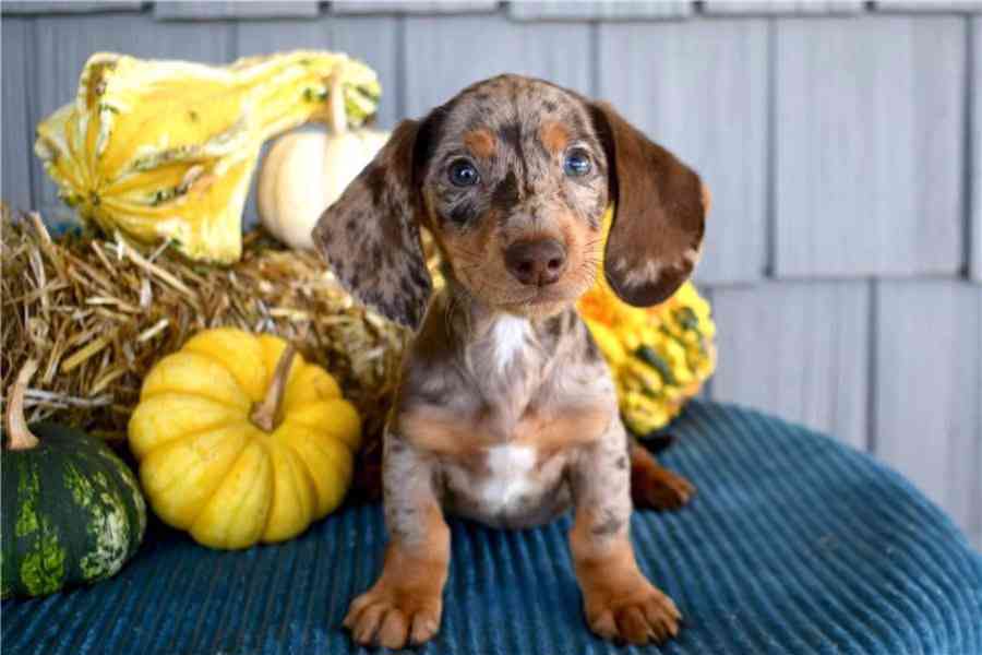 Rozkošná štěňata jezevčíka – milující a hraví společníci - foto 3