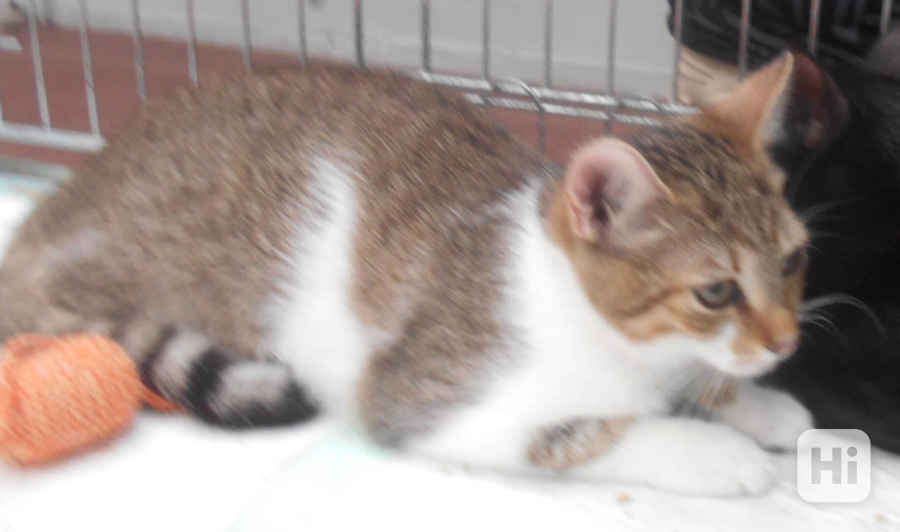 Mouratobílá 5,5měsíční kočička Melinda  - foto 1
