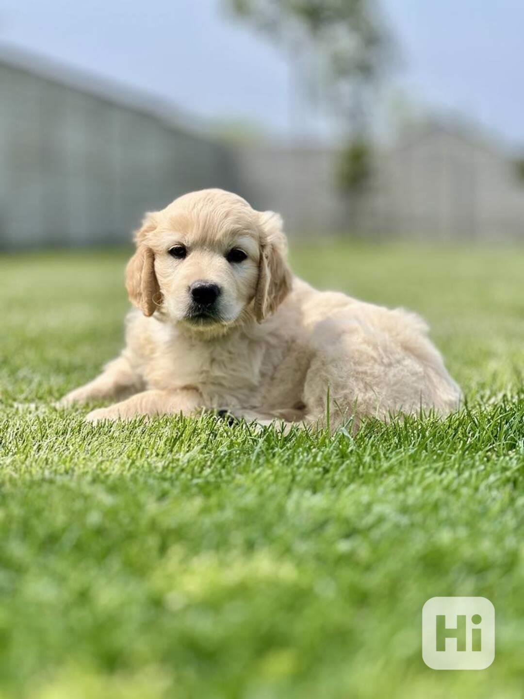 Zlatý retriever šteniatka s PP - foto 1