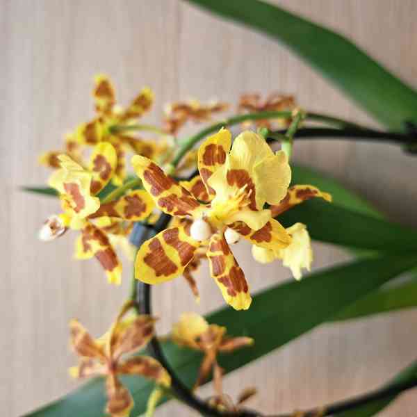Oncidium Summer Wild - foto 2