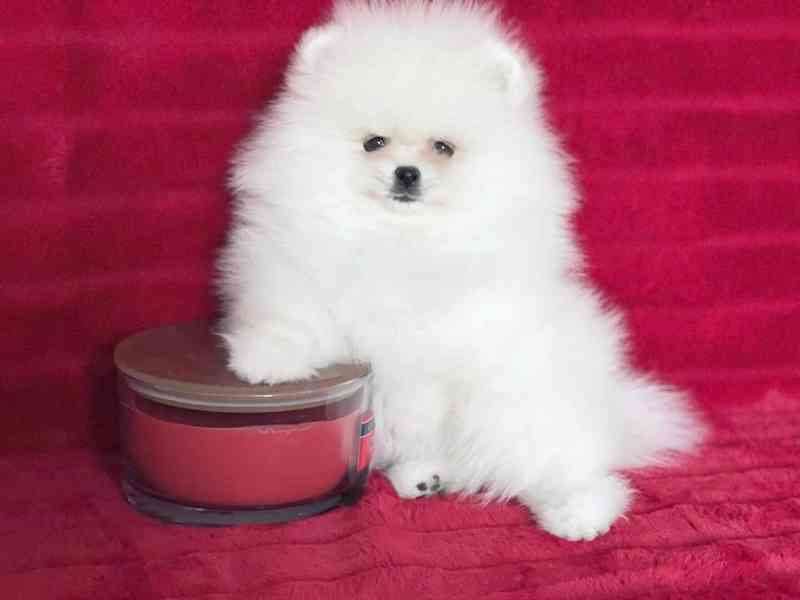 Štěňata pomeraniana k adopci zdarma,