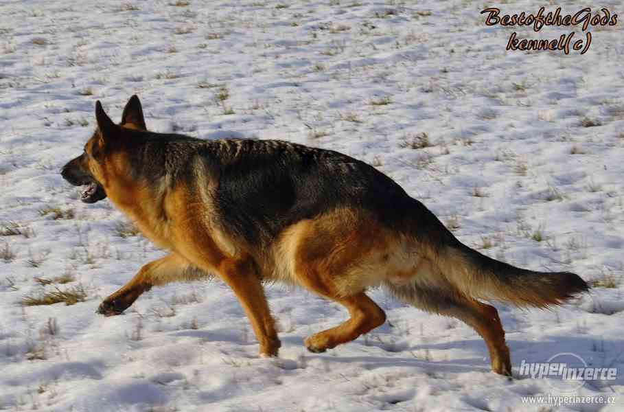 Německý Ovčák - štěně - foto 8