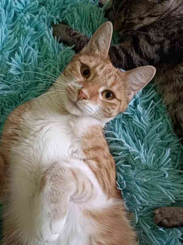 MANDARINKA - kastrovaná kočička 1 rok - foto 6
