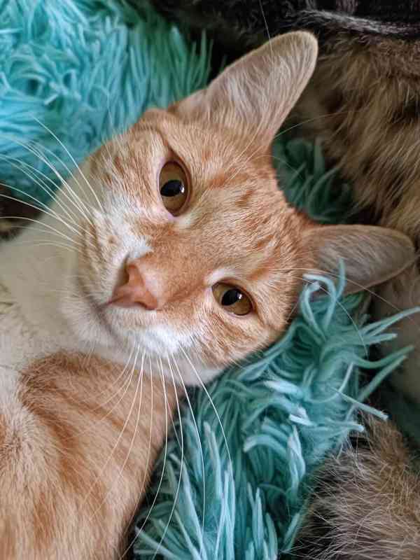 MANDARINKA - kastrovaná kočička 1 rok - foto 1