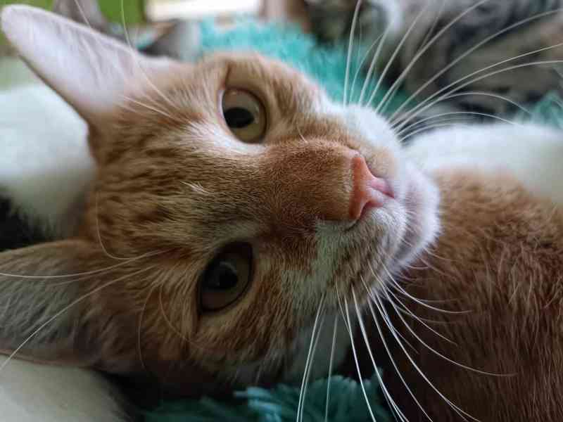 MANDARINKA - kastrovaná kočička 1 rok - foto 3