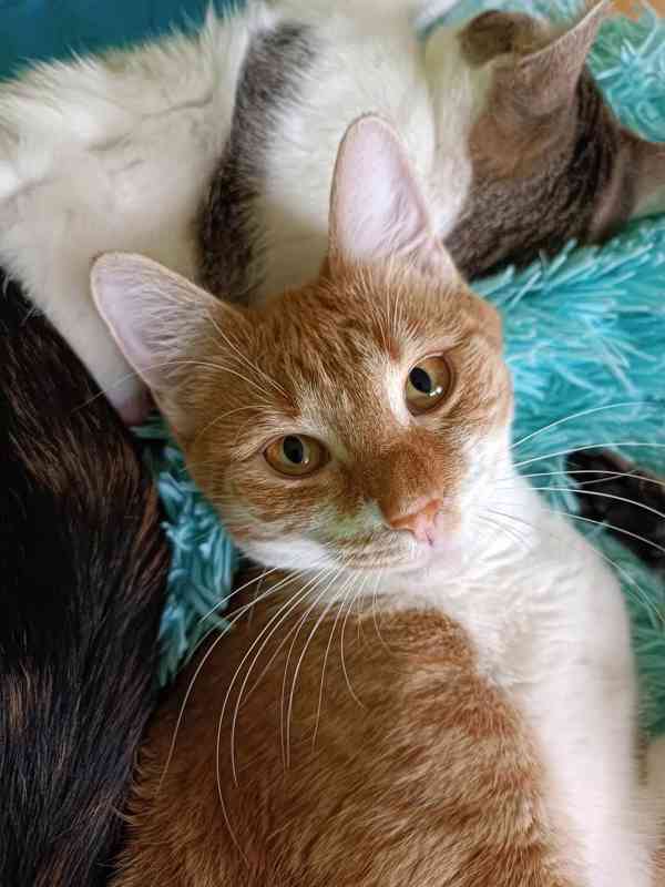 MANDARINKA - kastrovaná kočička 1 rok - foto 4