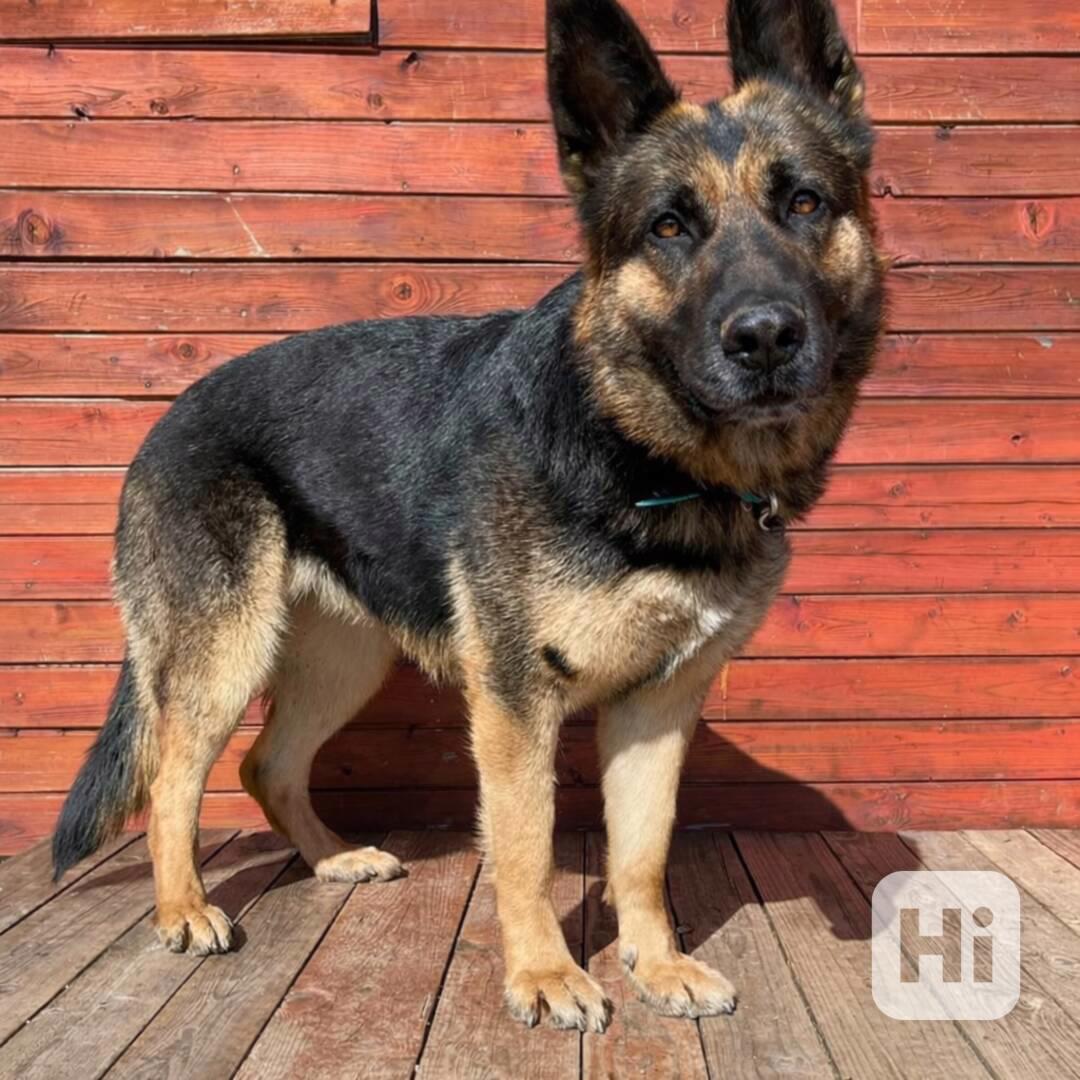 ASTA - kříženec ovčáka, kastrovaná fenečka 5 let  - foto 1