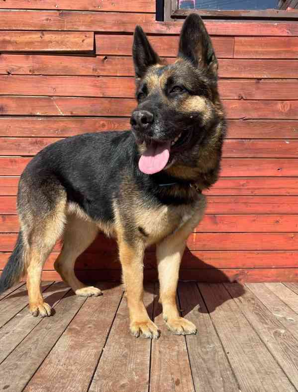 ASTA - kříženec ovčáka, kastrovaná fenečka 5 let  - foto 3