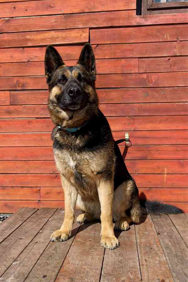 ASTA - kříženec ovčáka, kastrovaná fenečka 5 let  - foto 2