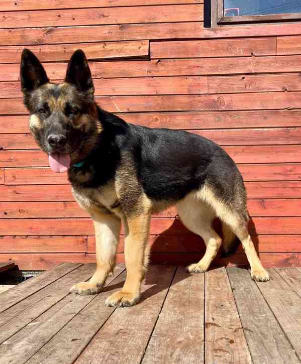 ASTA - kříženec ovčáka, kastrovaná fenečka 5 let  - foto 4