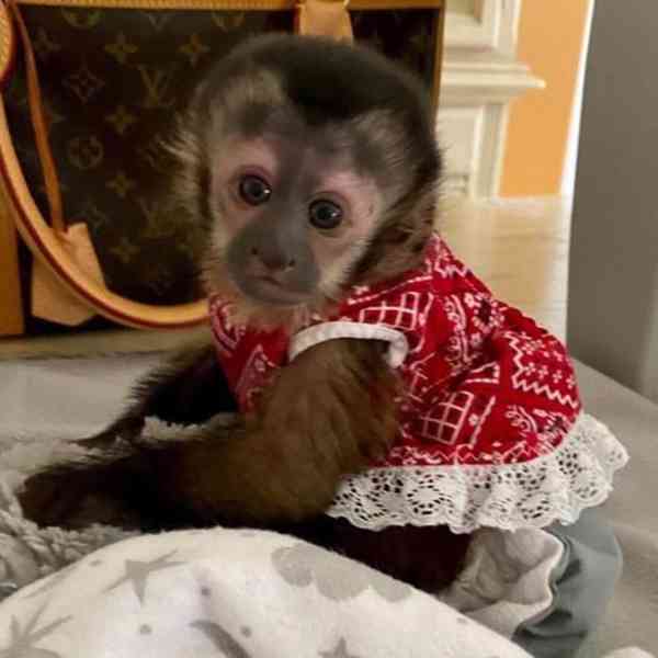 Nádherný samec a samice kapucínské opice k adopci - foto 1