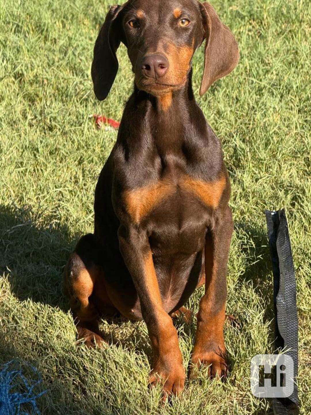 Štěně dobermana - foto 1