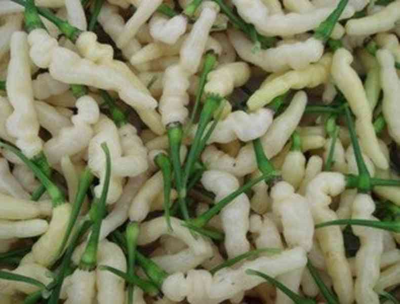 sazenice chilli Aribibi Gusano - foto 1