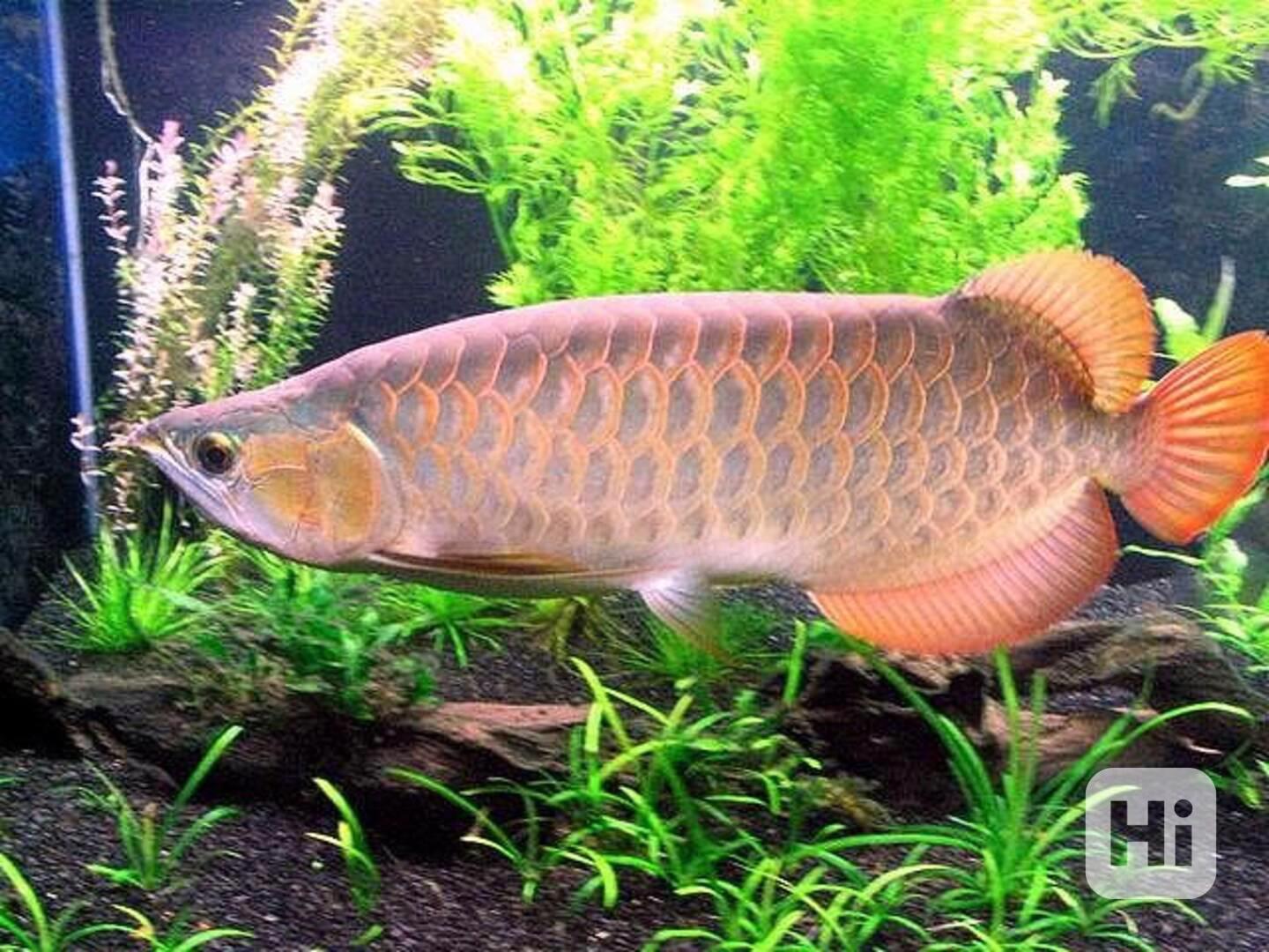 Prvotřídní sladkovodní akvarijní ryby k prodeji - foto 1