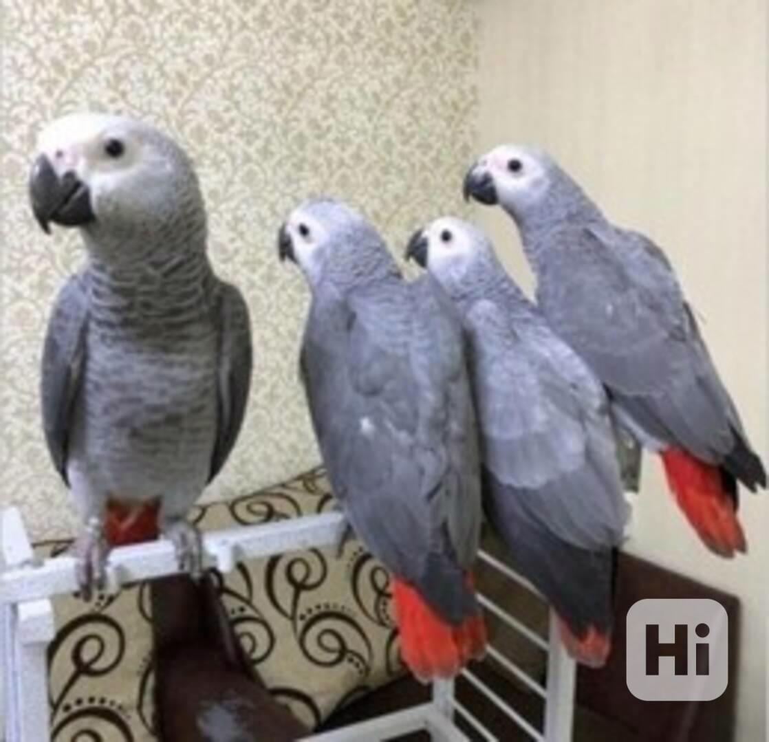 Papoušci šedí a vejce na prodej - foto 1