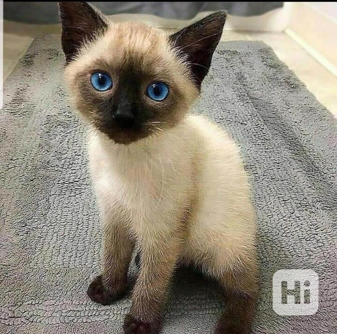 Krásná siamská koťátka - foto 1