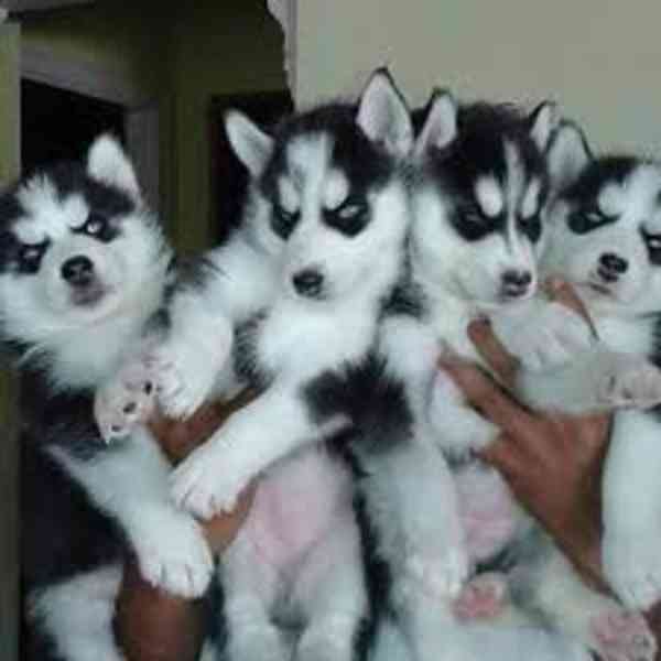 Krásná štěňata sibiřského huskyho k adopci