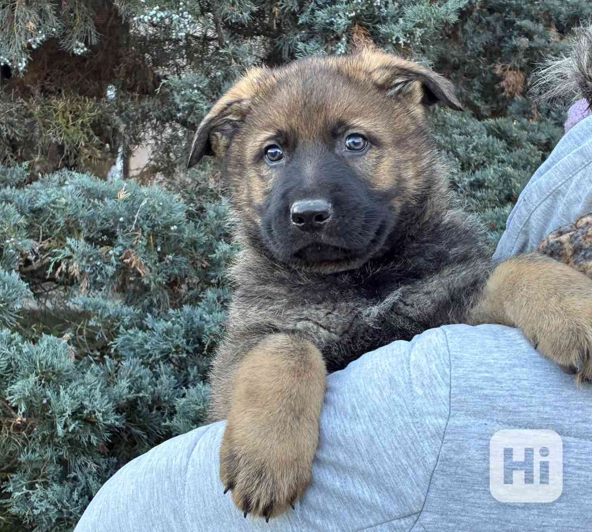 Německý ovčák pejsek  - foto 1