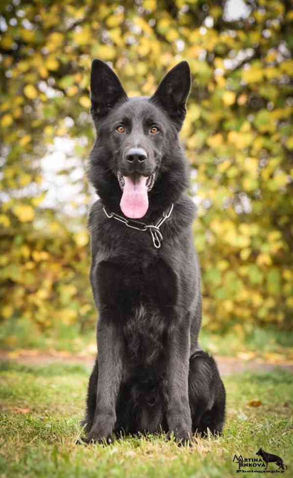 Německý ovčák pejsek  - foto 3