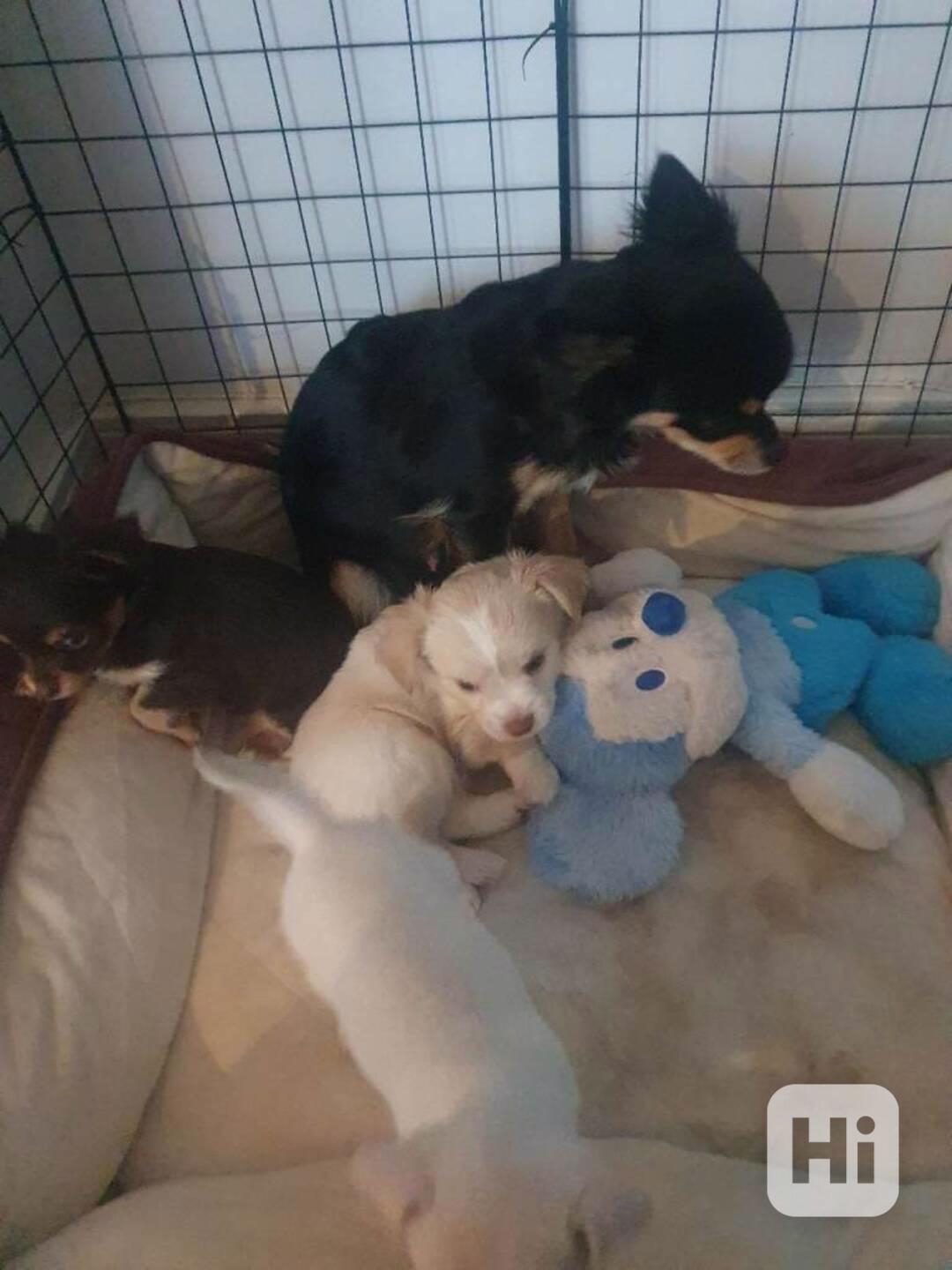 štěňátka maličkých civavy štěňátka - foto 1