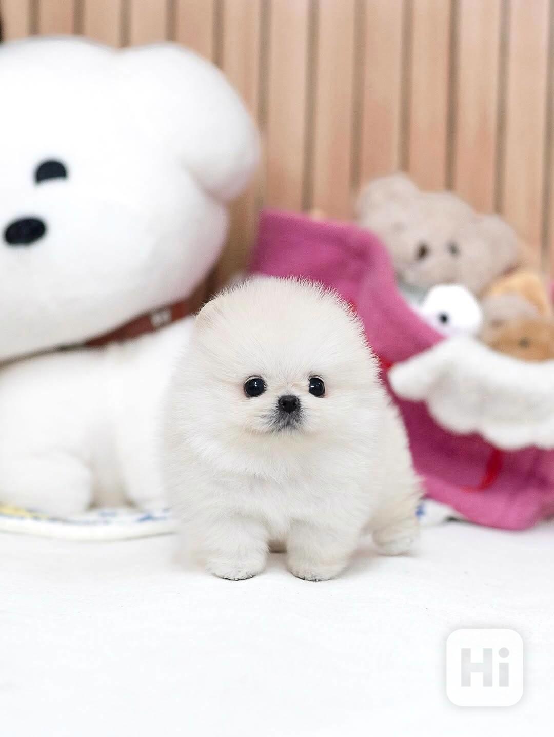Nádherná štěňata mini pomeranianů – vychovaná s láskou - foto 1