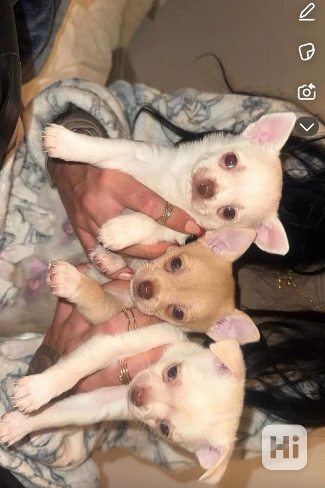 Štěňata čivavy - foto 1