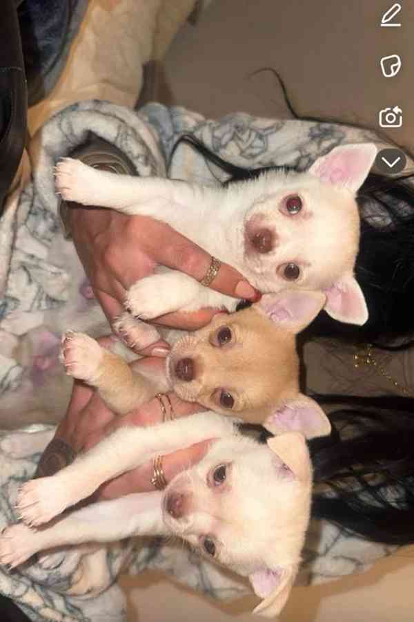 Štěňata čivavy - foto 1