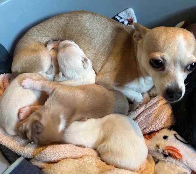 Štěňata čivavy - foto 2