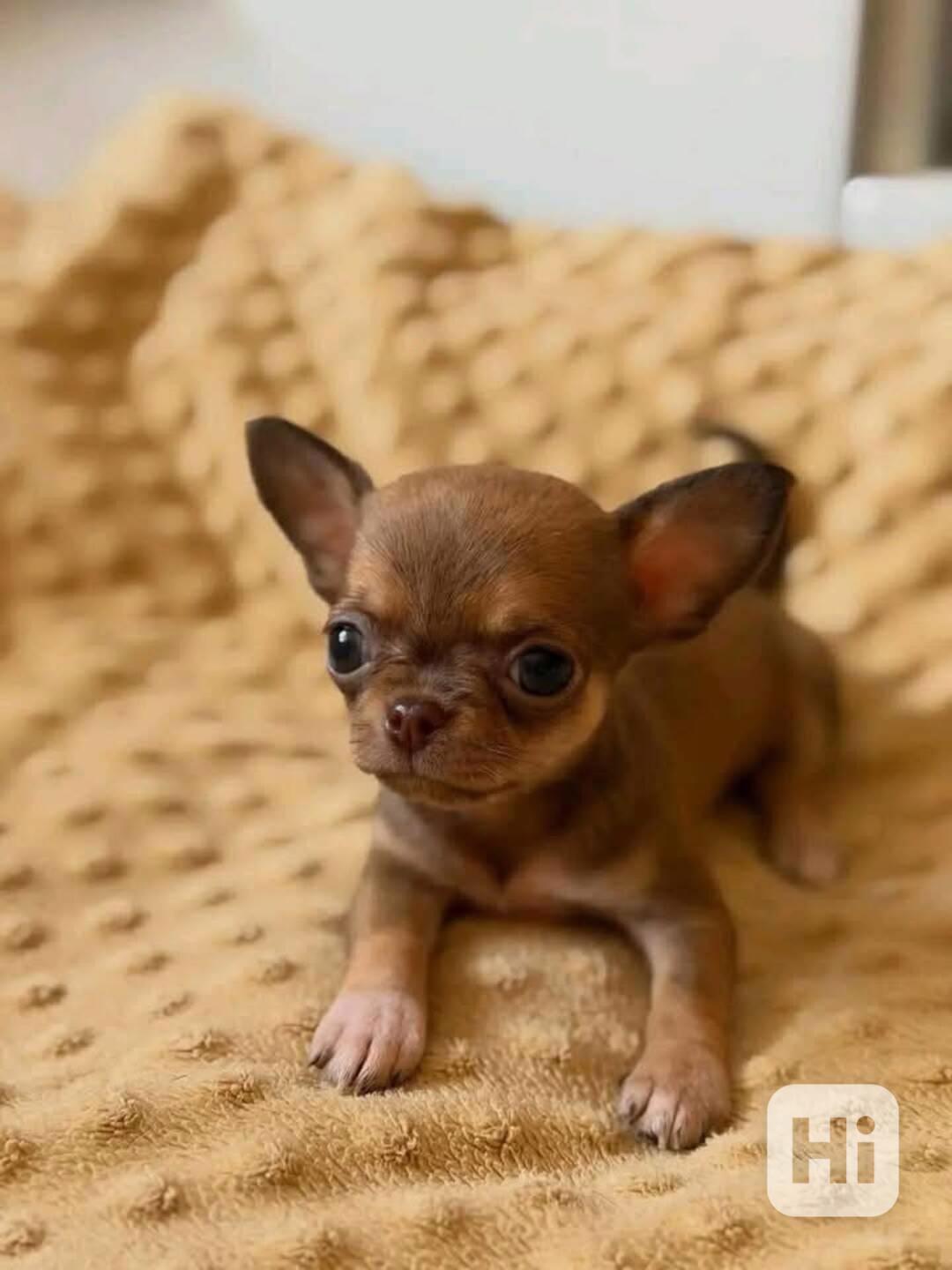 Štěňata čivavy - foto 1