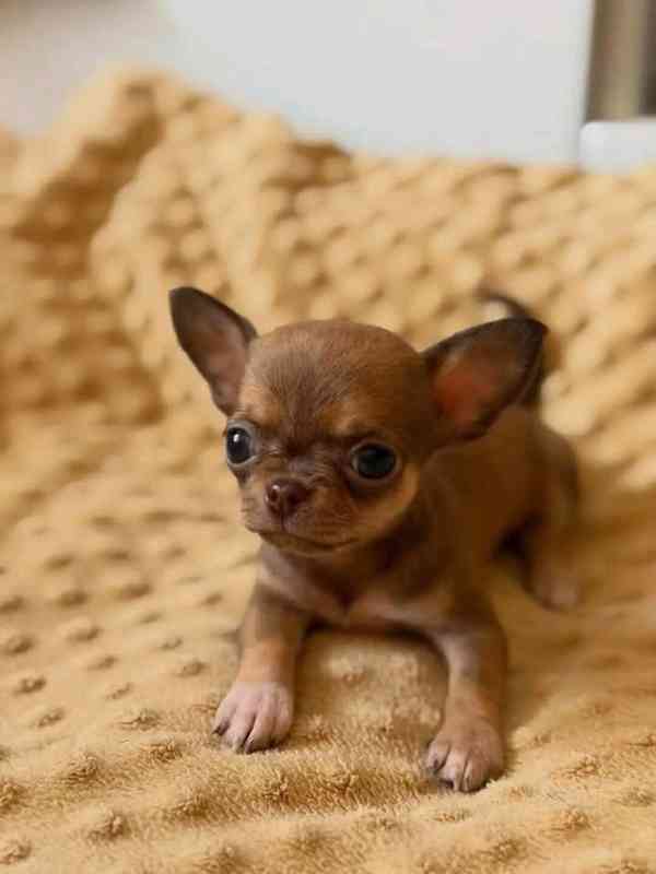 Štěňata čivavy - foto 1