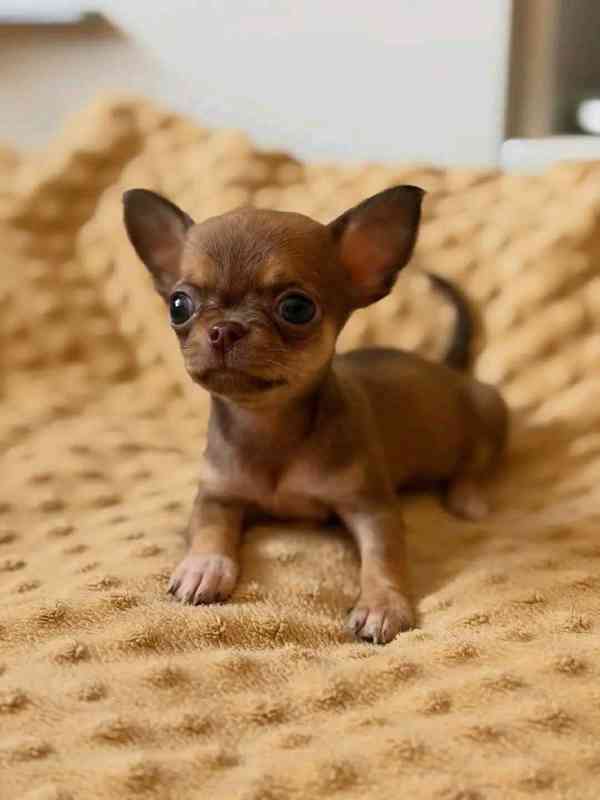 Štěňata čivavy - foto 2