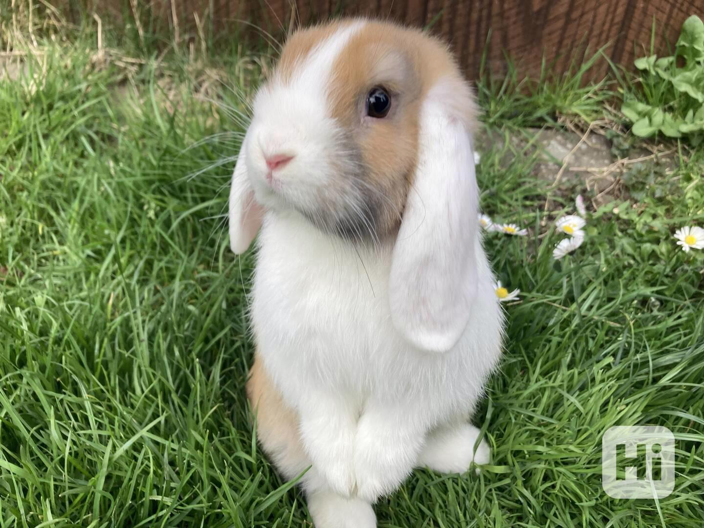 Zakrslý beránek/minilop - mláďátka k odběru - foto 1