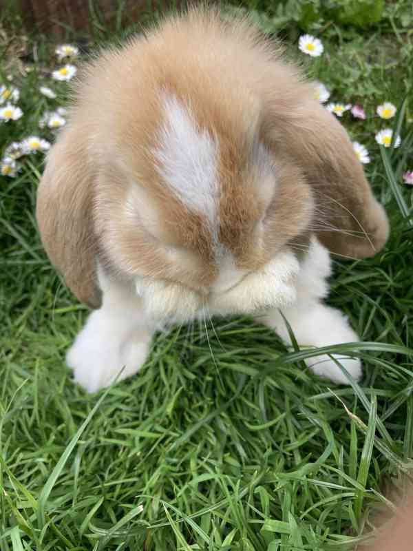 Zakrslý beránek/minilop - mláďátka k odběru - foto 4