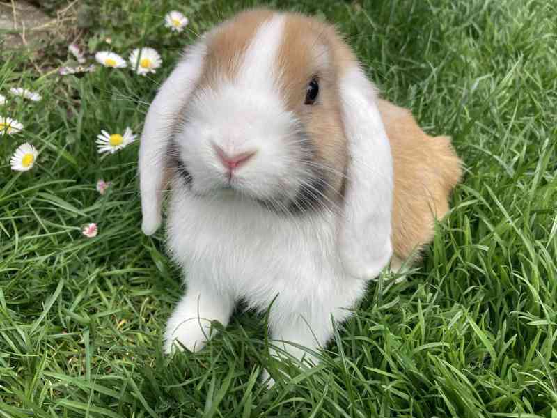 Zakrslý beránek/minilop - mláďátka k odběru - foto 2