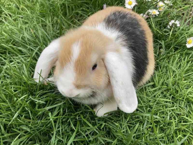 Zakrslý beránek/minilop - mláďátka k odběru - foto 5