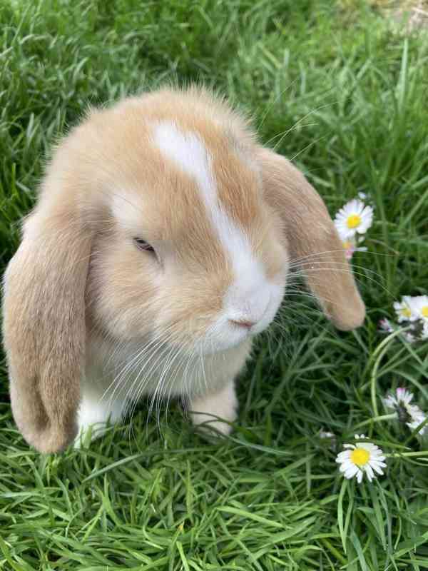 Zakrslý beránek/minilop - mláďátka k odběru - foto 3