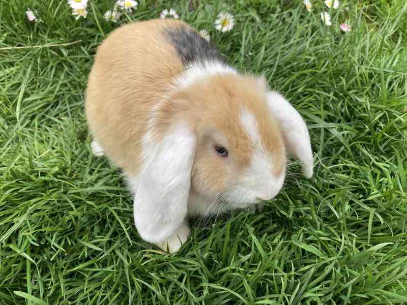 Zakrslý beránek/minilop - mláďátka k odběru - foto 6