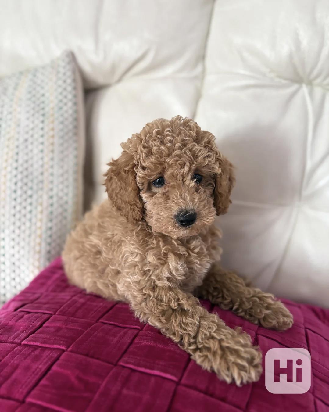 Poodle - foto 1