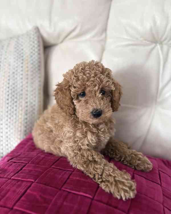 Poodle - foto 1
