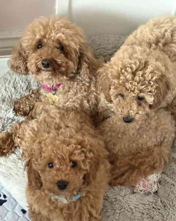 Poodle - foto 2