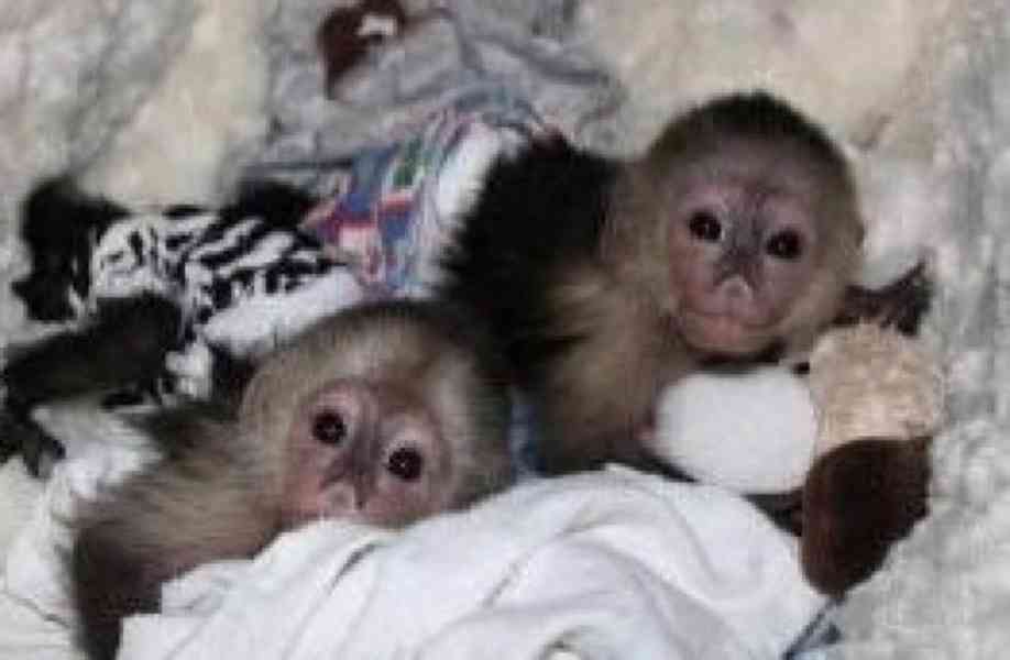 Roztomilá samice a samec opiček kapucínských k adopci. - foto 1