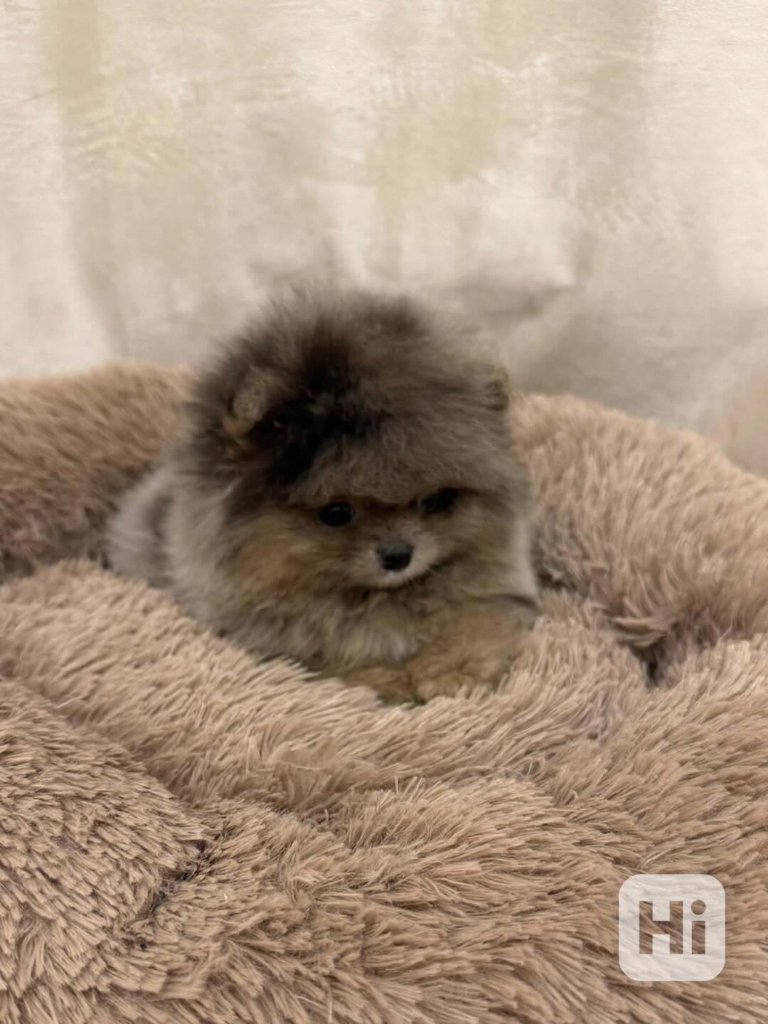 Pomeranian na prodej - foto 1