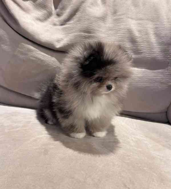 Pomeranian na prodej - foto 4