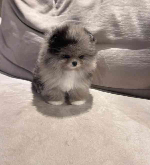 Pomeranian na prodej - foto 3