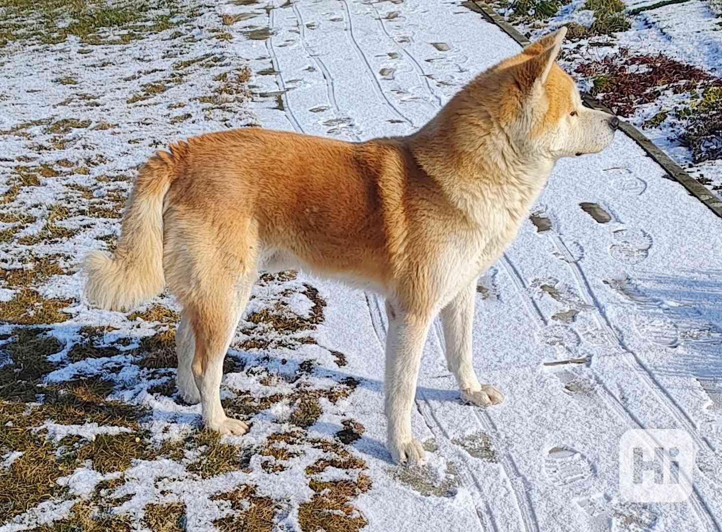 Štěňata akita inu - foto 1