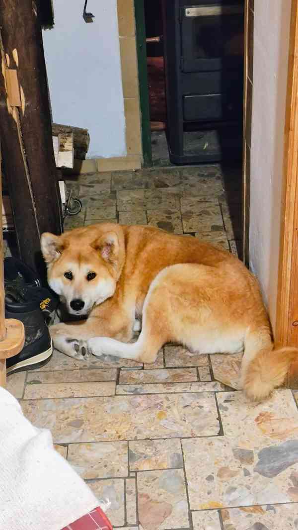 Štěňata akita inu - foto 2