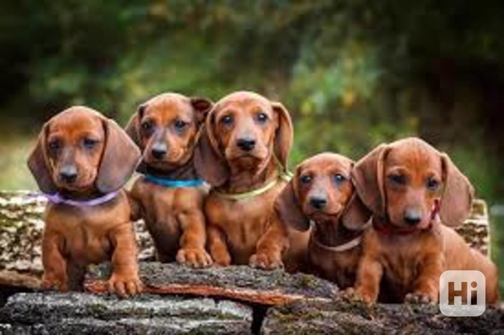wunderschöner Dackelwelpe zur Adoption - foto 1