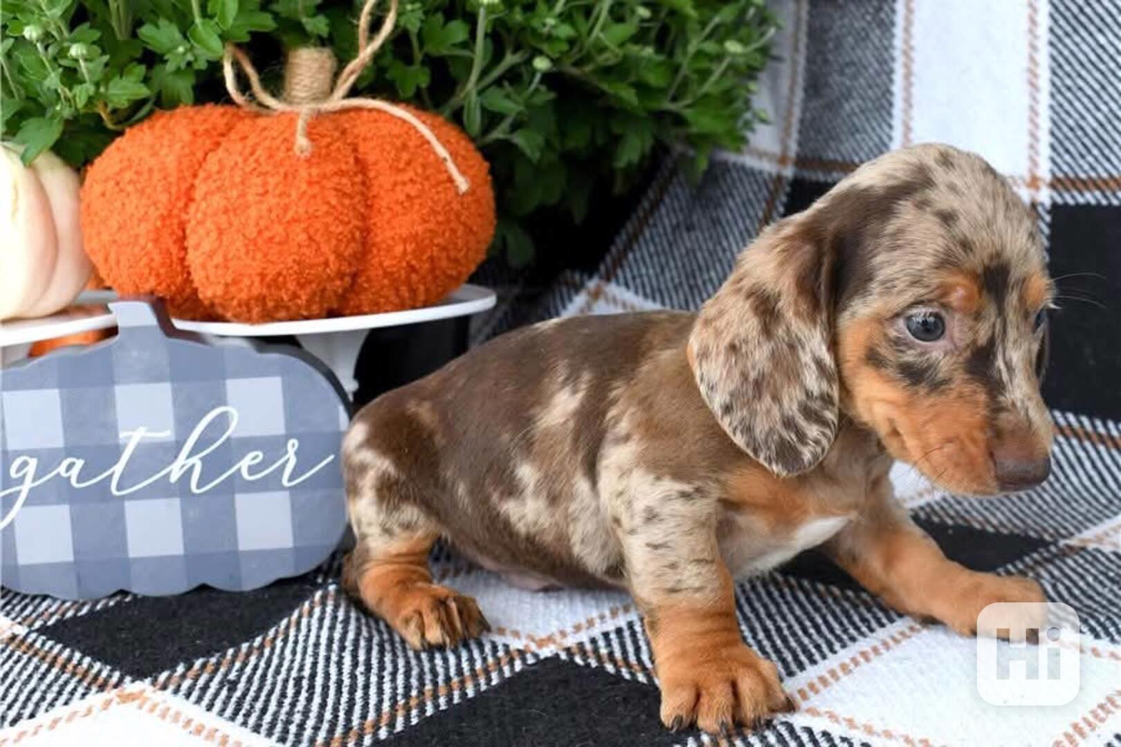 Štěně jezevčíka k adopci - foto 1