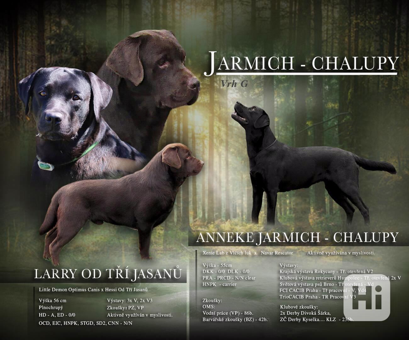 Labradorský retrívr štěňátka s PP  - foto 1