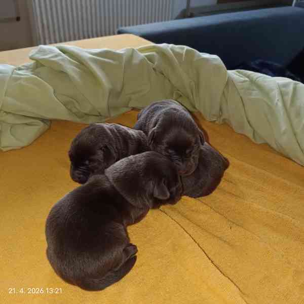 Labradorský retrívr štěňátka s PP  - foto 6